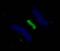 Polo Like Kinase 1 antibody, IHC-00071, Bethyl Labs, Immunofluorescence image 