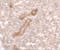 Caveolae Associated Protein 3 antibody, 7269, ProSci, Immunohistochemistry paraffin image 