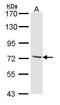 Cytoplasmic dynein 1 intermediate chain 2 antibody, TA308179, Origene, Western Blot image 
