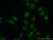 Heterogeneous Nuclear Ribonucleoprotein R antibody, 15018-1-AP, Proteintech Group, Immunofluorescence image 