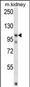 Follistatin Like 5 antibody, PA5-48593, Invitrogen Antibodies, Western Blot image 