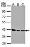 SEC13 protein isoform 1 antibody, orb69821, Biorbyt, Western Blot image 