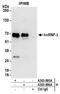 Heterogeneous Nuclear Ribonucleoprotein L antibody, A303-895A, Bethyl Labs, Immunoprecipitation image 