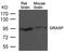 GRIP1 Associated Protein 1 antibody, A13005-1, Boster Biological Technology, Western Blot image 