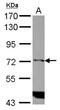 Inositol-Trisphosphate 3-Kinase C antibody, NBP2-16982, Novus Biologicals, Western Blot image 