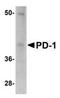 hPD-1 antibody, TA319693, Origene, Western Blot image 