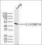 Secreted Phosphoprotein 1 antibody, orb1100, Biorbyt, Western Blot image 