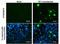 Tet Methylcytosine Dioxygenase 1 antibody, GTX629974, GeneTex, Immunofluorescence image 