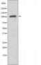 Serine/Threonine Kinase 10 antibody, orb227279, Biorbyt, Western Blot image 