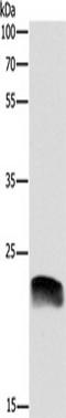 Adrenomedullin antibody, TA350959, Origene, Western Blot image 
