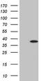 F-Box Protein 8 antibody, TA807551, Origene, Western Blot image 