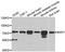 BRCA1 Associated Protein 1 antibody, A6533, ABclonal Technology, Western Blot image 