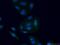 Stromal Antigen 3 antibody, 23314-1-AP, Proteintech Group, Immunofluorescence image 