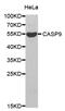 Caspase 9 antibody, abx123445, Abbexa, Western Blot image 