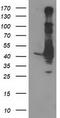 Microtubule-associated protein RP/EB family member 2 antibody, TA502918, Origene, Western Blot image 
