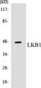 Serine/Threonine Kinase 11 antibody, EKC1340, Boster Biological Technology, Western Blot image 
