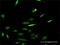 Regulator Of Chromosome Condensation 1 antibody, H00001104-M02, Novus Biologicals, Immunocytochemistry image 