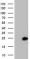 Proteasome Subunit Beta 9 antibody, TA504349, Origene, Western Blot image 
