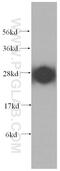 ATPase H+ Transporting V1 Subunit D antibody, 14920-1-AP, Proteintech Group, Western Blot image 