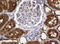 SBP1 antibody, LS-C173939, Lifespan Biosciences, Immunohistochemistry frozen image 