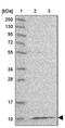 Mitochondrial Ribosomal Protein L36 antibody, NBP1-92139, Novus Biologicals, Western Blot image 