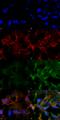 Acrolein antibody, SMC-504D-PCP, StressMarq, Immunofluorescence image 