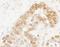 Cleavage Stimulation Factor Subunit 3 antibody, A301-094A, Bethyl Labs, Immunohistochemistry frozen image 