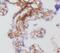 Cancer/Testis Antigen 83 antibody, FNab02112, FineTest, Immunohistochemistry frozen image 