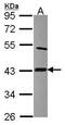 Lipoic Acid Synthetase antibody, PA5-22387, Invitrogen Antibodies, Western Blot image 