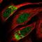 Zinc Finger Protein 398 antibody, HPA071533, Atlas Antibodies, Immunocytochemistry image 
