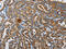 hUpf1 antibody, CSB-PA245266, Cusabio, Immunohistochemistry frozen image 