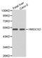 Hydroxymethylglutaryl-CoA synthase, mitochondrial antibody, abx123429, Abbexa, Western Blot image 