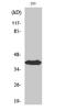 Neuronal-specific septin-3 antibody, A12961, Boster Biological Technology, Western Blot image 