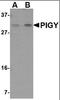 Phosphatidylinositol Glycan Anchor Biosynthesis Class Y antibody, orb89225, Biorbyt, Western Blot image 