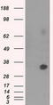 Nitrilase Family Member 2 antibody, LS-C115148, Lifespan Biosciences, Western Blot image 