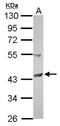 Saccharopine Dehydrogenase (Putative) antibody, NBP2-20267, Novus Biologicals, Western Blot image 