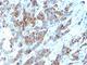 Mucin 1, Cell Surface Associated antibody, V9048SAF-100UG, NSJ Bioreagents, Flow Cytometry image 