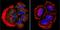 Presenilin 2 antibody, NB100-74512, Novus Biologicals, Immunofluorescence image 