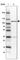 Myosin IG antibody, HPA021252, Atlas Antibodies, Western Blot image 