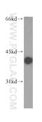Keratin 19 antibody, 16858-1-AP, Proteintech Group, Western Blot image 