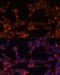 Ubiquitin Conjugating Enzyme E2 F (Putative) antibody, 19-539, ProSci, Immunofluorescence image 