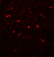 Phospholipid Phosphatase 4 antibody, 5513, ProSci, Immunofluorescence image 