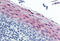 Stefin-B antibody, MBS245509, MyBioSource, Immunohistochemistry frozen image 