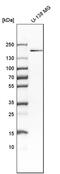 Junctional Cadherin 5 Associated antibody, PA5-53677, Invitrogen Antibodies, Western Blot image 