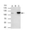 Nucleoporin 107 antibody, NBP2-19602, Novus Biologicals, Immunoprecipitation image 