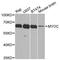 Myocilin antibody, STJ24669, St John