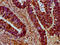 Serine/Arginine Repetitive Matrix 4 antibody, CSB-PA012292LA01HU, Cusabio, Immunohistochemistry frozen image 