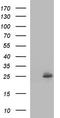 ER Membrane Protein Complex Subunit 8 antibody, CF507108, Origene, Western Blot image 