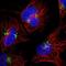 Cancer Susceptibility 4 antibody, NBP2-30507, Novus Biologicals, Immunofluorescence image 