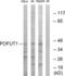 Protein O-Fucosyltransferase 1 antibody, LS-C120002, Lifespan Biosciences, Western Blot image 
